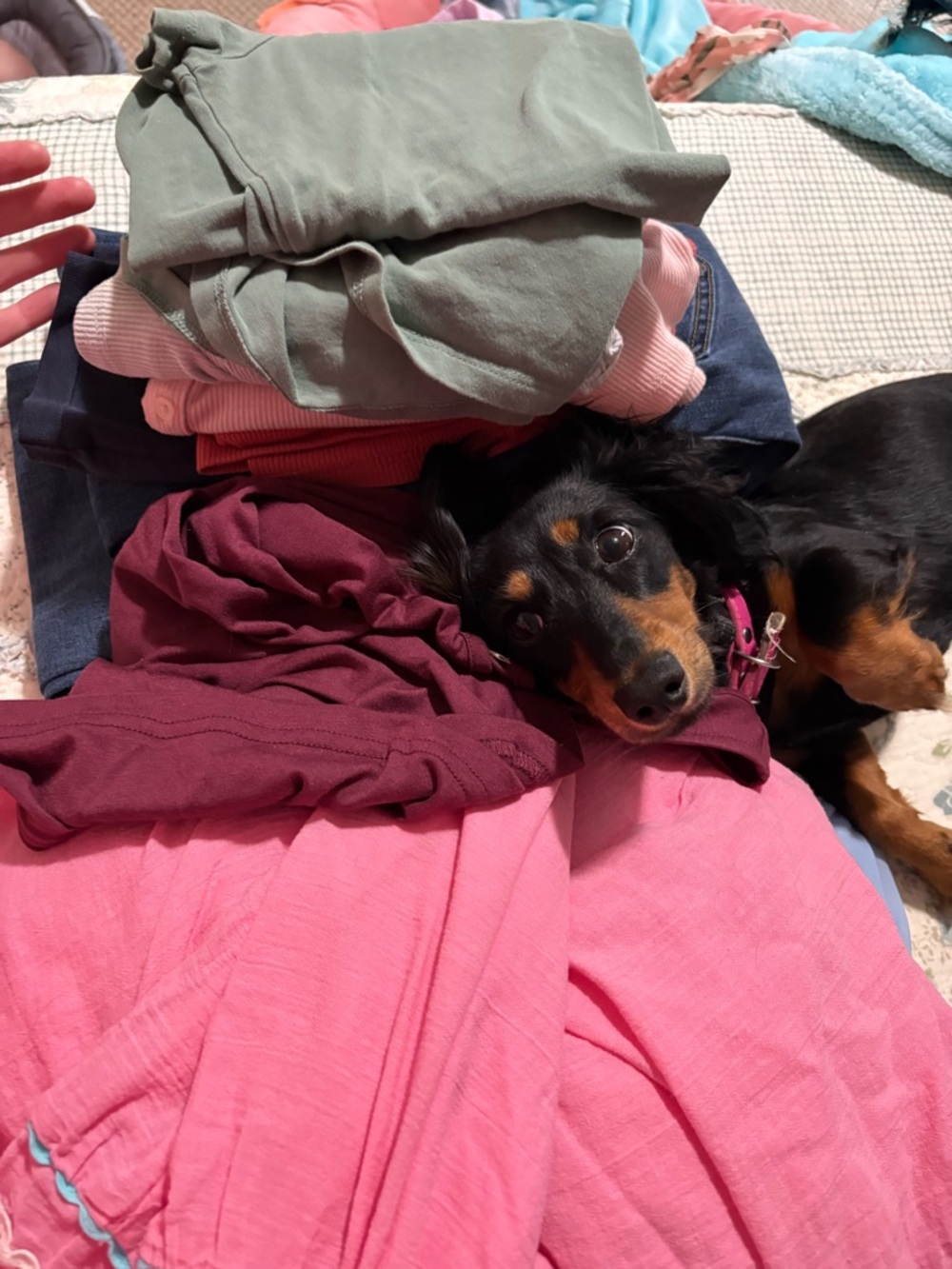 Maternity Clothing Bundle (Weenie dog not included, but hairs are free ☺️) S/M